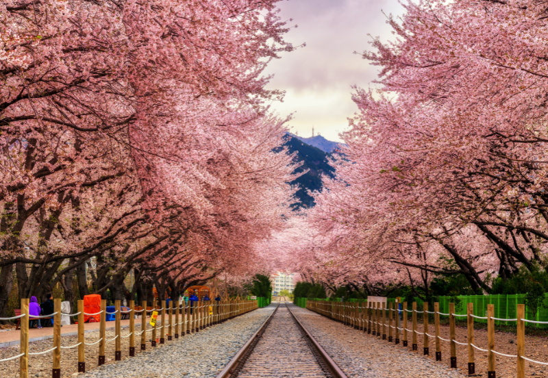 8 Days Korea Cherry Blossom