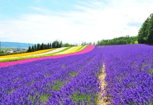 9 Days Summer of Japan