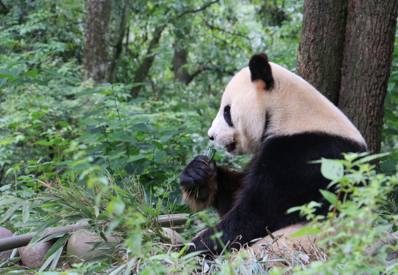 9 Days Spectacular Sichuan