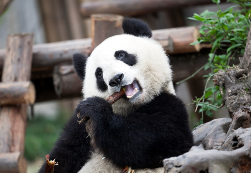 8 Days Spectacular Sichuan